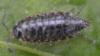 Philoscia muscorum
